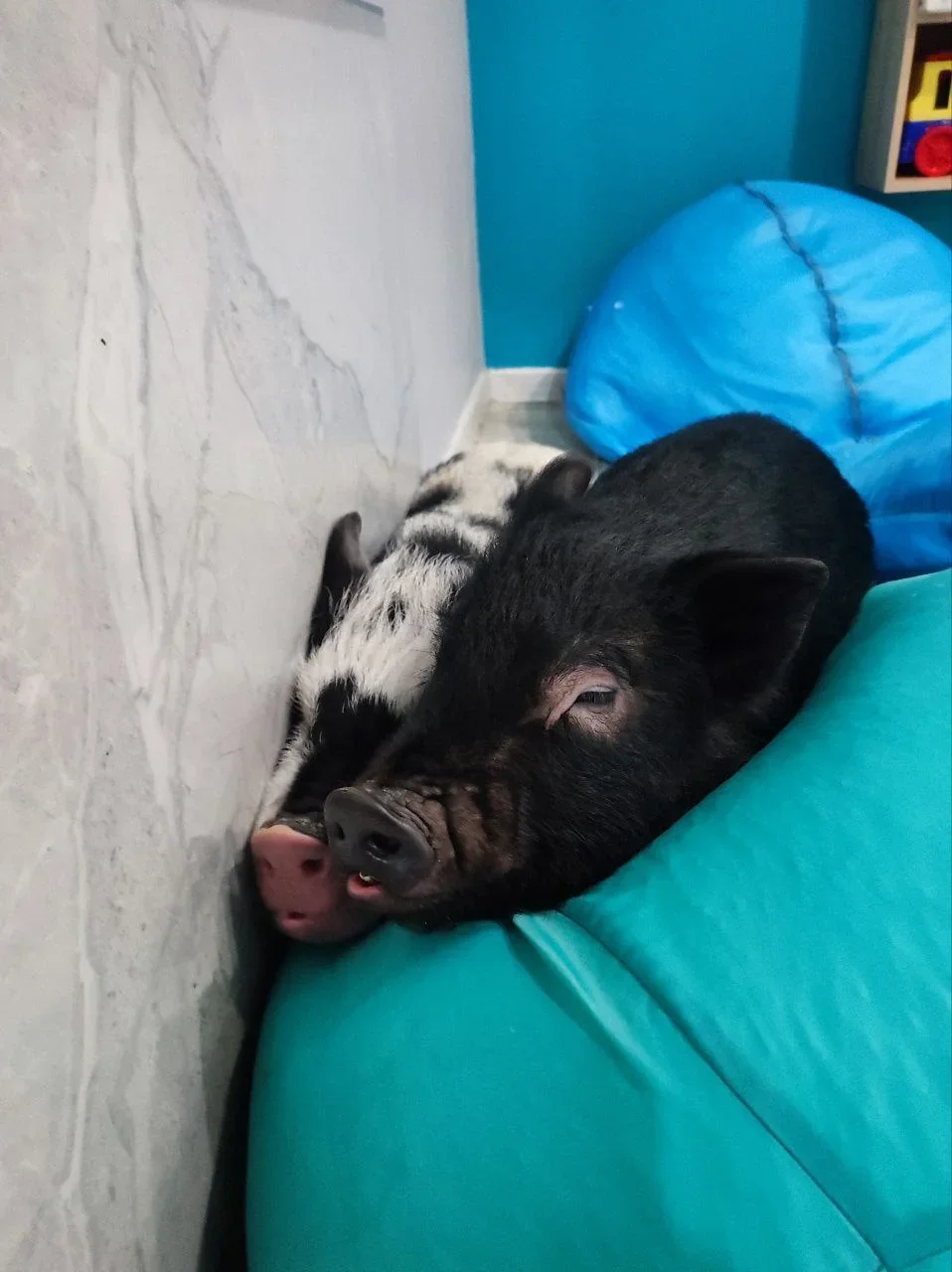 Фото Антикафе "MINIPIG" - развлечение в Москве | Досугатор